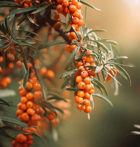 Sea Buckthorn: The Face Oil Powerhouse for Glowing Skin