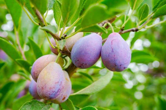 Plum Perfection: Discover the Radiant Skin Rewards of Plum Face Oil - Marianella