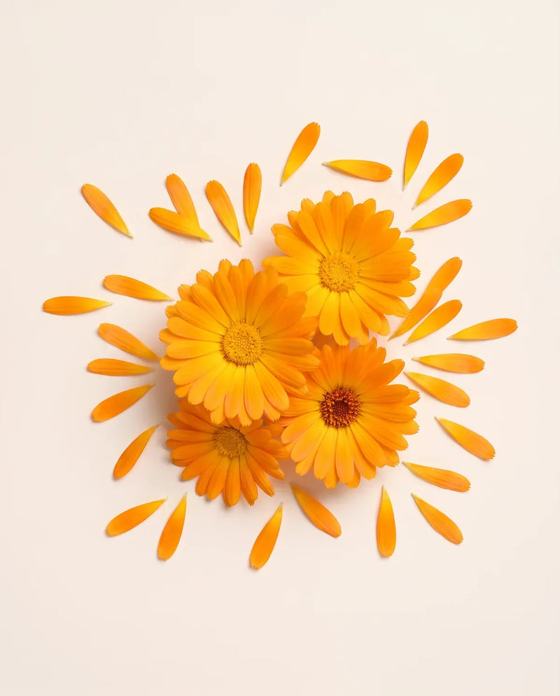 Calendula