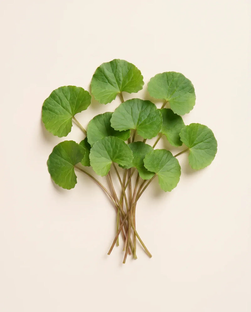 Centella Asiatica