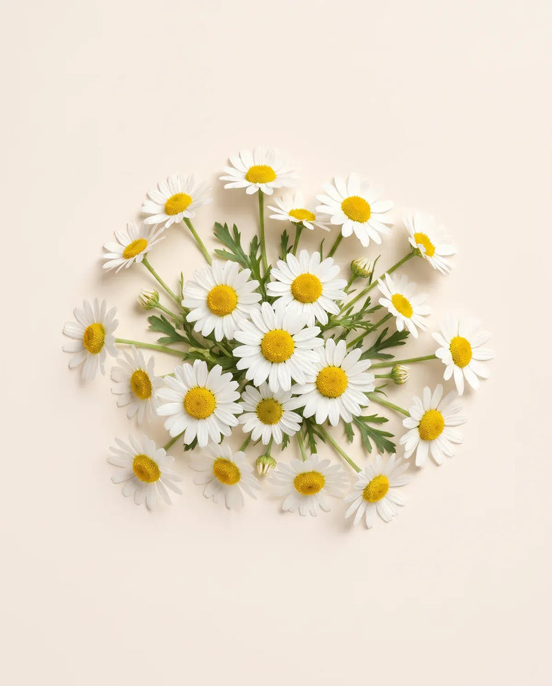 Chamomile