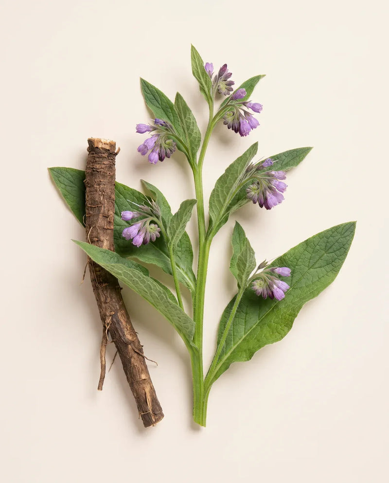 Comfrey Root Extract