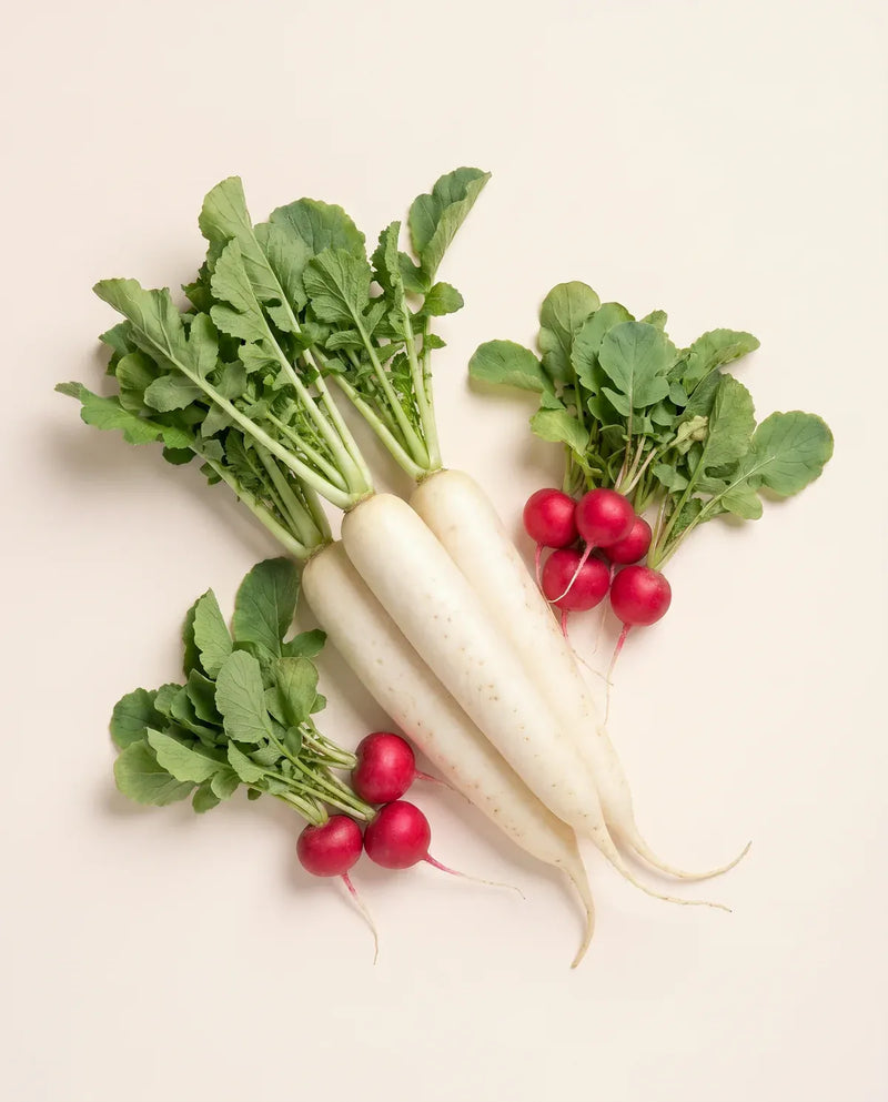 Radish Root Ferment