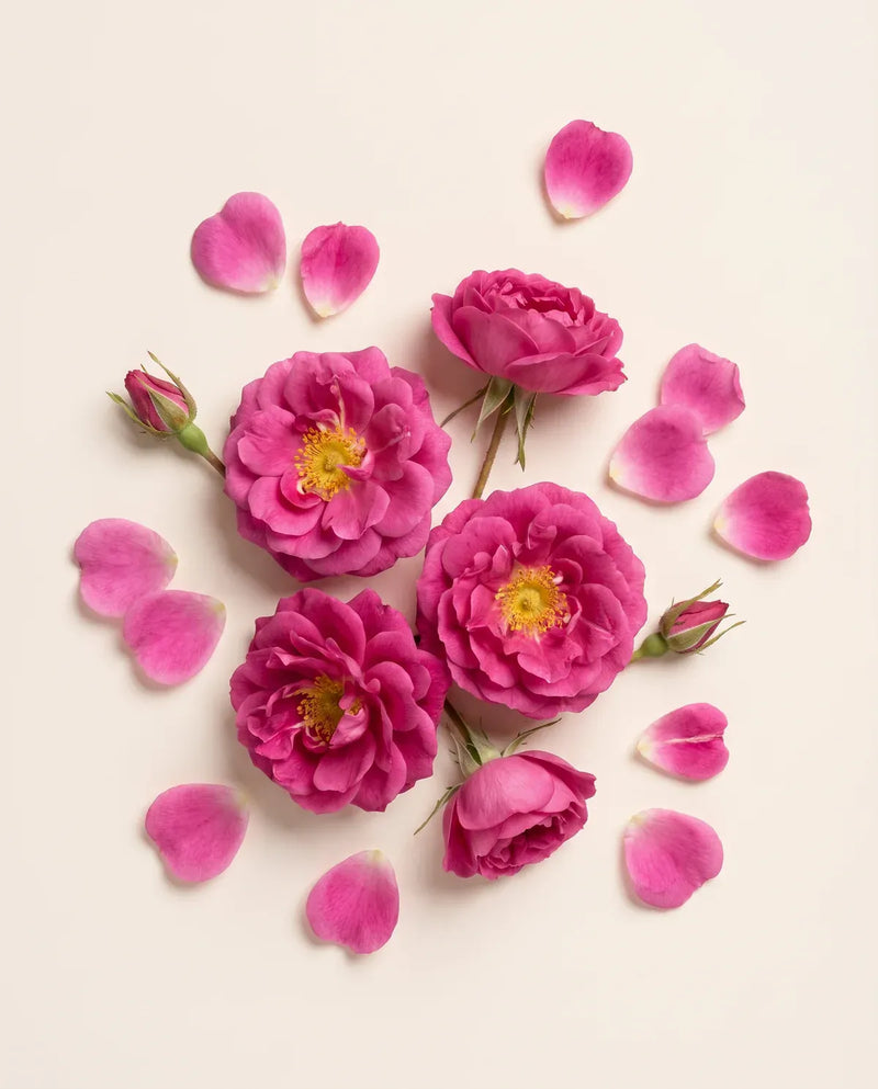 Rose Absolute