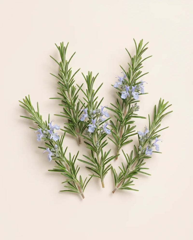 Rosemary Leaf Extract