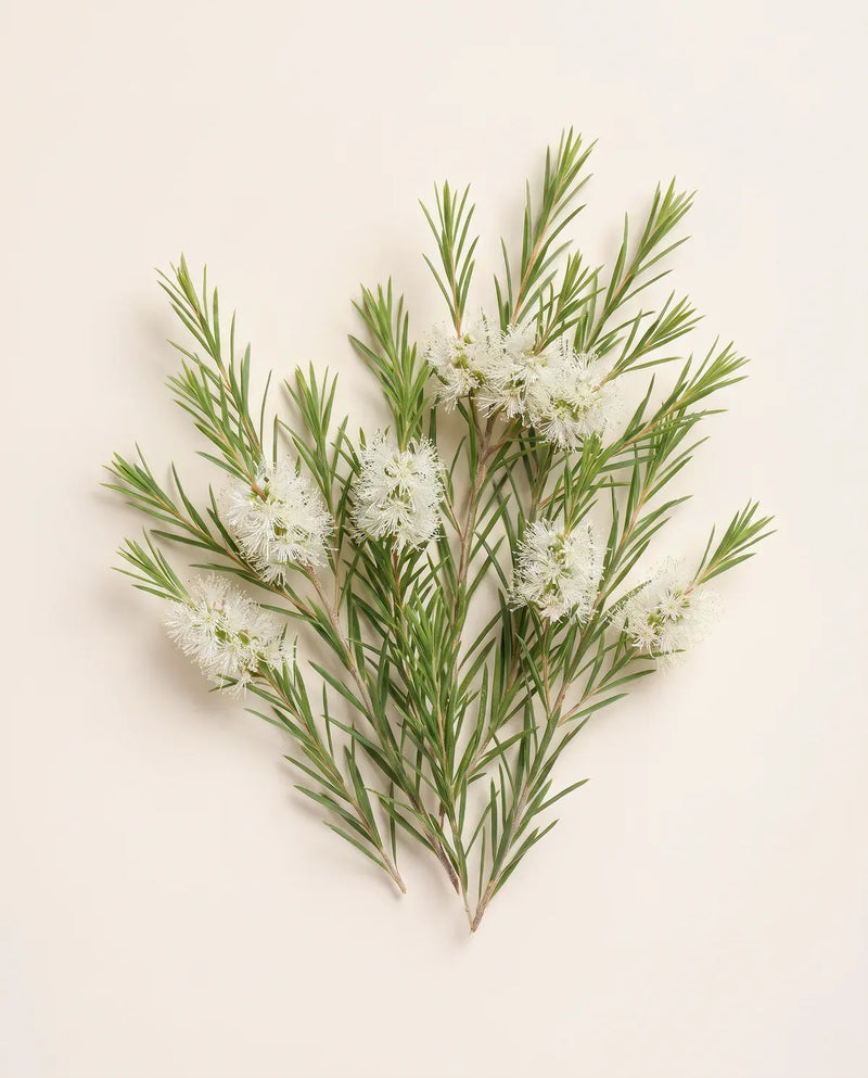 Tea Tree Oil