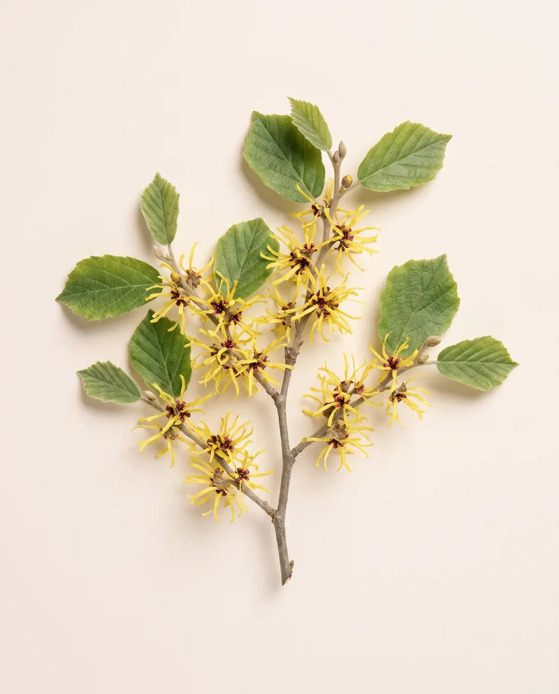 Witch Hazel