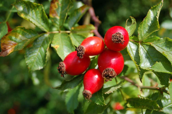 Rosehip Face Oil - Marianella